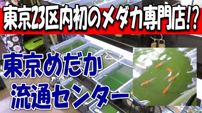 東京めだか流通センター Youtube