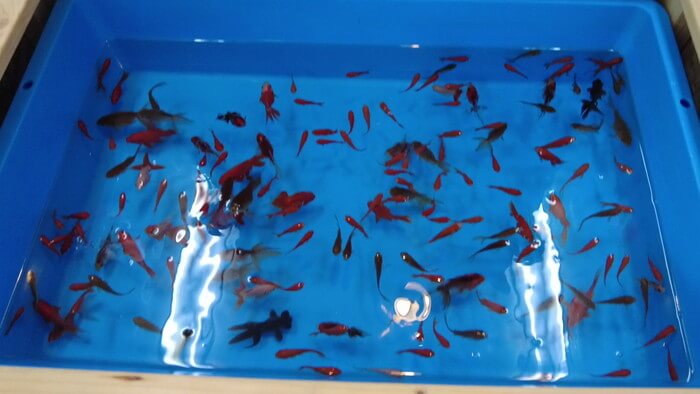 lux金魚