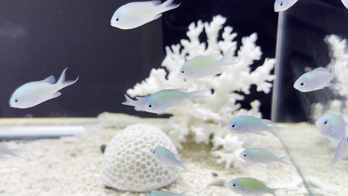 AQUA FOREST+駒込店